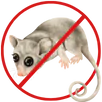Possum Removal Croydon
